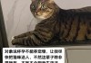 孕妇养猫要注意什么（孕妇养猫要注意什么问题）