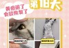 猫咪脂肪肝综合症是什么症状（猫的脂肪肝综合症）