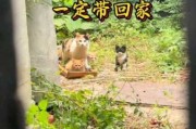 在路上遇到猫好不好（路上遇猫预兆）