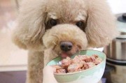 贵宾犬吃什么食物好养（贵宾犬吃什么食物好养些）