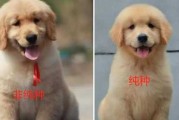 怎么挑选金毛犬幼崽颜色（怎么挑选金毛犬幼崽颜色好坏）