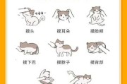 如何训练宠物猫猫不在家拉屎（怎么训练猫不出门）