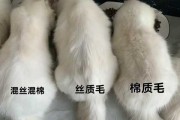 布偶猫毛发不好该吃什么药（布偶猫毛质不好）