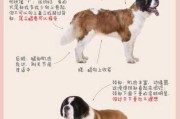 圣伯纳犬能活多久（圣伯纳犬寿命多少年）