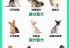 5个方面教你分辨秋田犬（秋田犬怎么看是不是纯种）