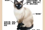 给暹罗猫取名（暹罗猫取名字公猫）