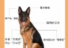 德国牧羊犬买多大的合适（德国牧羊犬多大养最合适）