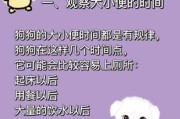 训练狗狗定点大小便几天扩大一次地方（如何在一周内训练会狗狗定点大小便?）