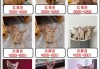 纯种阿比西尼亚猫多少钱一只?（阿比西尼亚猫价格分类）