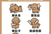 贵宾犬怎么训练拿东西（贵宾犬怎么训练拿东西的）