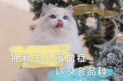 猫新生儿溶血是什么意思（猫新生儿溶血表现）