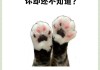 怎么解决猫咪抓沙发（猫猫抓沙发,怎么教）