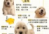 金毛犬好养吗,从这三点来分析（金毛 好养吗）