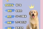 拉布拉多寻回犬应该如何养（拉布拉多寻回犬优缺点）