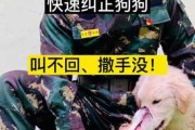 怎么把狗狗训练成警犬（如何把一只狗训练成警犬的类型）