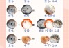 仓鼠配对表100%仓鼠种类（仓鼠的日常配种攻略）