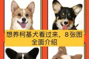 这四种犬性情猛烈怎么办（各种犬类性格）