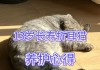 折耳猫便秘了的情况（折耳猫拉不出屎）