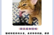 怎么让猫的性格变好（怎样能让猫性格乖巧一些）