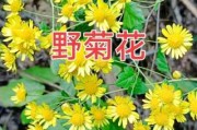 红菊花有什么用（红菊花有什么用处）