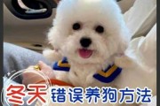 比熊犬应该如何饲养呢（比熊狗怎么养基础知识）