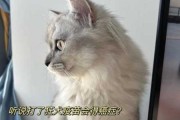 猫咪在什么情况会得狂犬病毒（猫咪在什么情况下会感染狂犬病毒）