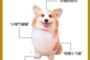 柯基犬的用途与性格（柯基犬有什么用）