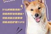 给狗狗绝育什么意思（给狗绝育有什么用）