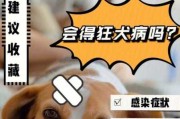 狗狗感染狂犬病多久会有症状（狗狗感染狂犬病多久会死）