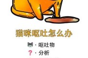 猫咪呕吐是什么病（猫咪呕吐是什么病的症状）