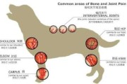 德国牧羊犬髋关节（德国牧羊犬髋关节病的表现和治疗）