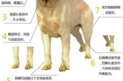 拉布拉多幼犬选择（拉布拉多幼犬选择什么品种）