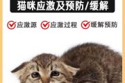 怎么避免猫应激反应是什么症状（怎么样避免猫咪应激）