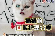 宠物猫牙齿护理需要什么（宠物猫牙齿护理需要什么东西）