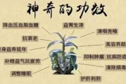 霍山石斛的功效和作用主治什么病（霍山石斛十大功效）