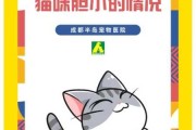 猫咪太胆小了怎么办呀（猫咪太胆小了怎么办呀）