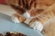 猫偏食只吃猫粮怎么办（猫咪只吃猫粮怎么改）