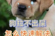 小狗拉屎被打扰不拉了怎么办（小狗拉屎被打扰不拉了怎么办视频）