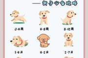 拉布拉多幼犬怎么喂养方法视频（拉布拉多犬幼犬怎么喂养方法）