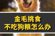 金毛犬不吃狗粮怎么办（金毛狗不吃狗粮怎么办才能让它吃）