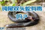 双头钝尾蛇（钝尾两头蛇有毒吗?）