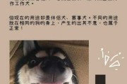 西伯利亚雪橇犬为什么叫哈士奇（西伯利亚的哈士奇）