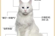 山东狮子猫的性格特点（山东狮子猫外貌特征）