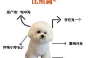 饲养比熊犬的基本知识大全（如何养比熊犬视频大全）