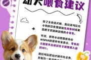 给幼犬补充营养（给幼犬补充营养吃什么好）