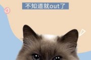 猫需要固定时间喂食吗（猫需要定时吃饭吗）