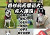 训犬师的心酸（训犬师的心酸日记）