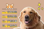 狗狗怀孕了应该注意什么（狗狗怀孕了要注意身体）