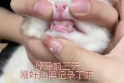 猫咪牙龈出血怎么办吃什么药（猫咪牙龈出血红肿怎么办）