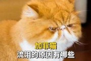 加菲猫淌眼泪怎么回事（加菲猫流眼泪频繁正常吗）